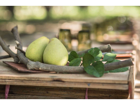 【預購商品 正宗麻豆文旦 優級 5斤裝】承載50年的老柚樹 孕育馥郁酸甜果實