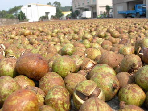 真食本舖 雲林虎尾生技 頂級苦茶油600ml 4瓶 Owlting Market 奧丁丁市集
