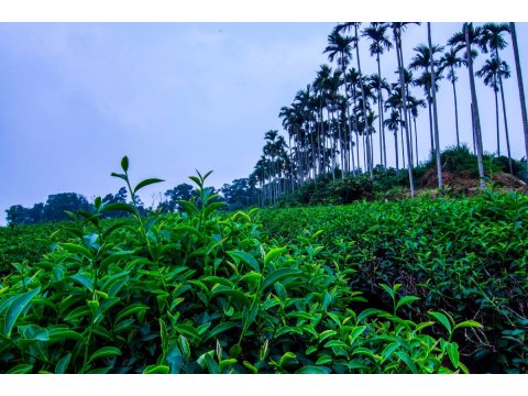 自然生態有機烏龍茶-翠玉 輕烘培 雙重檢驗報告無農藥殘留