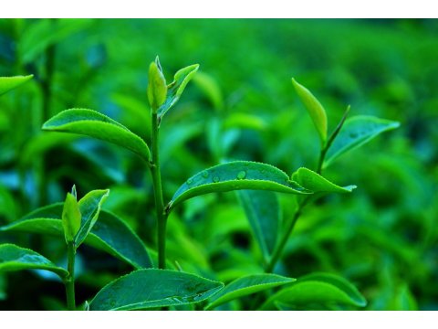 自然生態有機清香烏龍茶 SGS檢驗報告無農藥殘留