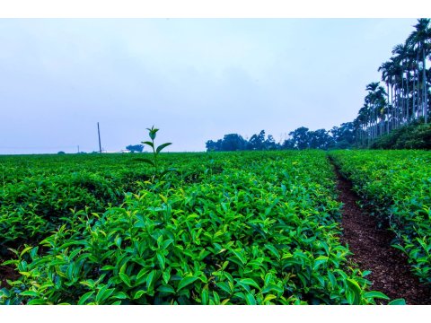 自然生態有機清香烏龍茶 SGS檢驗報告無農藥殘留