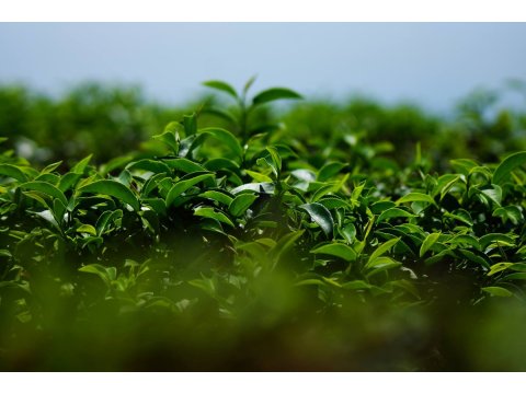 南投紅茶-小葉種紅茶 有機栽培孕育了豐富的自然生態下採摘製成的新鮮紅茶~