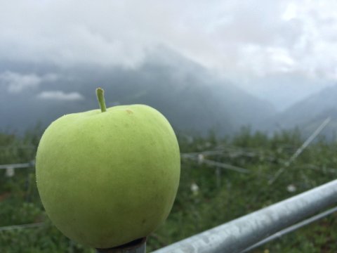 【就是脆 雲霧中的青蘋果 15顆裝】高海拔稀有品種 甜中帶點酸的獨特風味