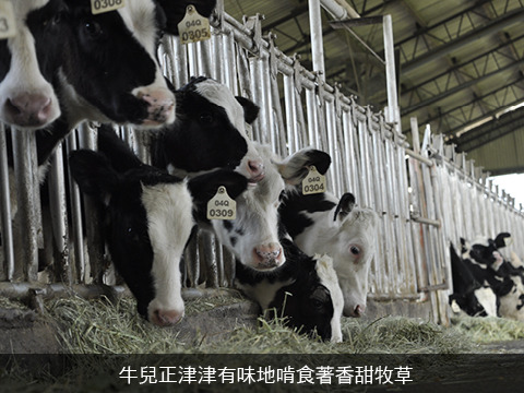 【丹醇鮮乳 930ml 6瓶優惠組】科技人脫西裝養乳牛自產鮮奶 用數字說話的高科技牧場生產優質牛奶