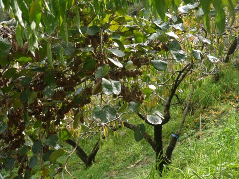 【產季極短 台灣本土產奇異果 2斤裝】歷經六年種植始豐產 濃郁酸甜獼猴桃