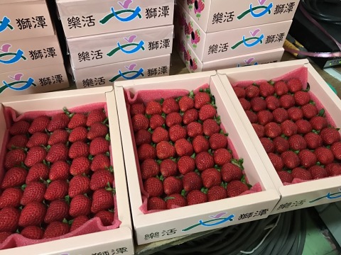 【果香濃郁 有機轉型期草莓 特級1斤裝】天然無汙染 保證安心的健康草莓！