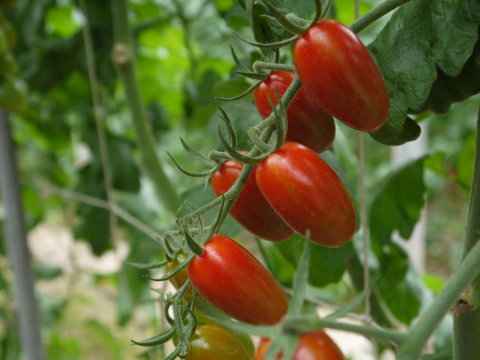 【溫室栽種 鹽地玉女小蕃茄 4斤組】果壁厚實超滿足 想多吃幾顆的酸甜回甘