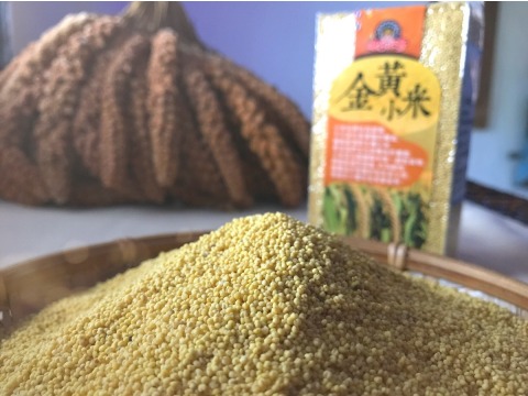 金黃小米