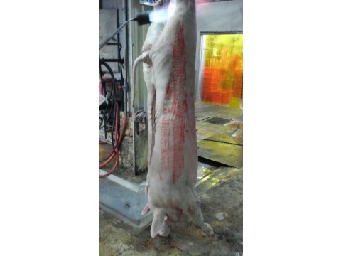 【黑豬肉後腳一支】通過SGS四十八項動物用藥檢驗，七項瘦肉精檢驗，100%品質保證