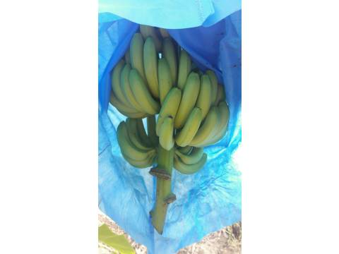 【碩大Q軟又香甜 有機香蕉 6斤裝】用心呵護熟成 最自然可口的香蕉原味 