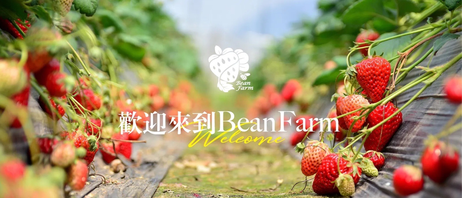 豆豆農場BeanFarm