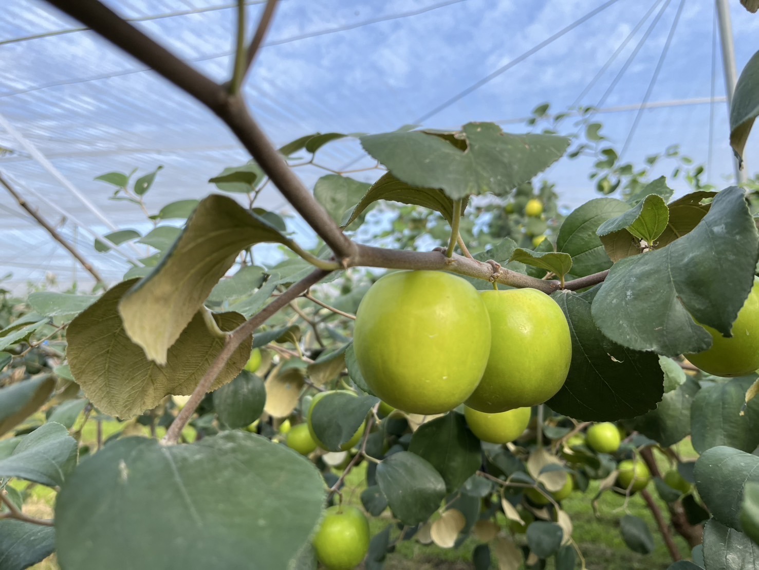 六龜曾家蜜棗園
