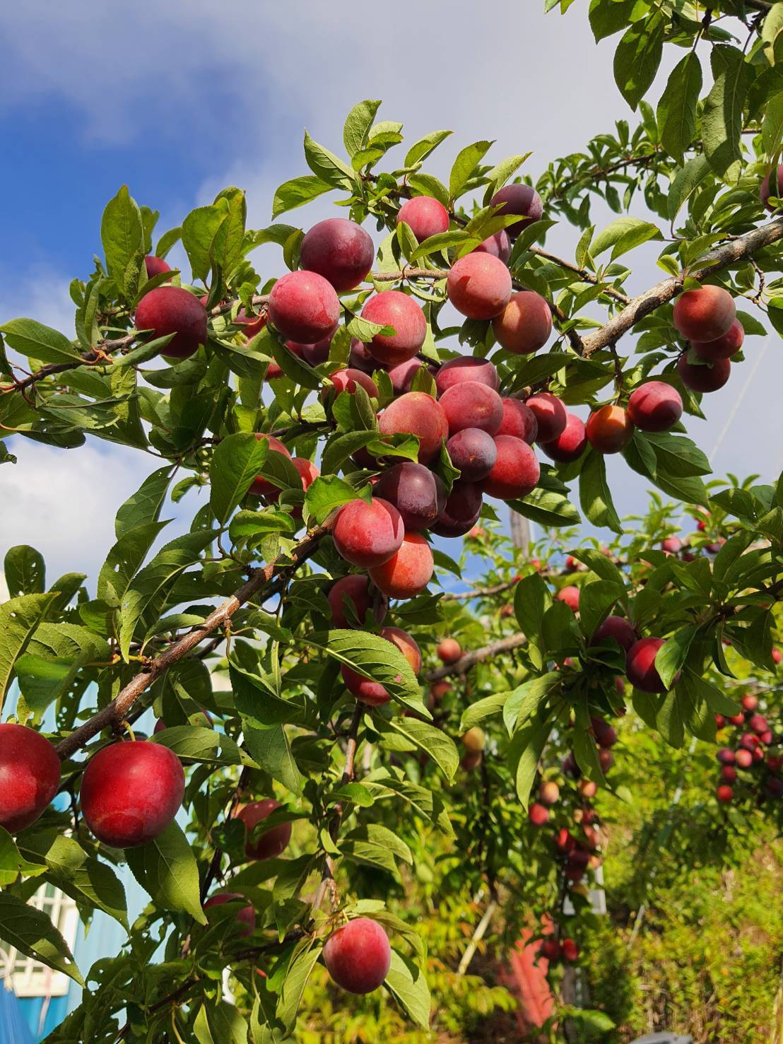 拉拉山水蜜桃農場