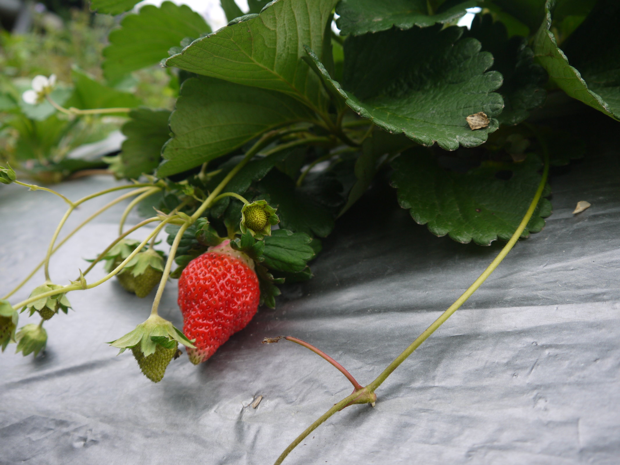 苗栗獅潭 標哥有機草莓