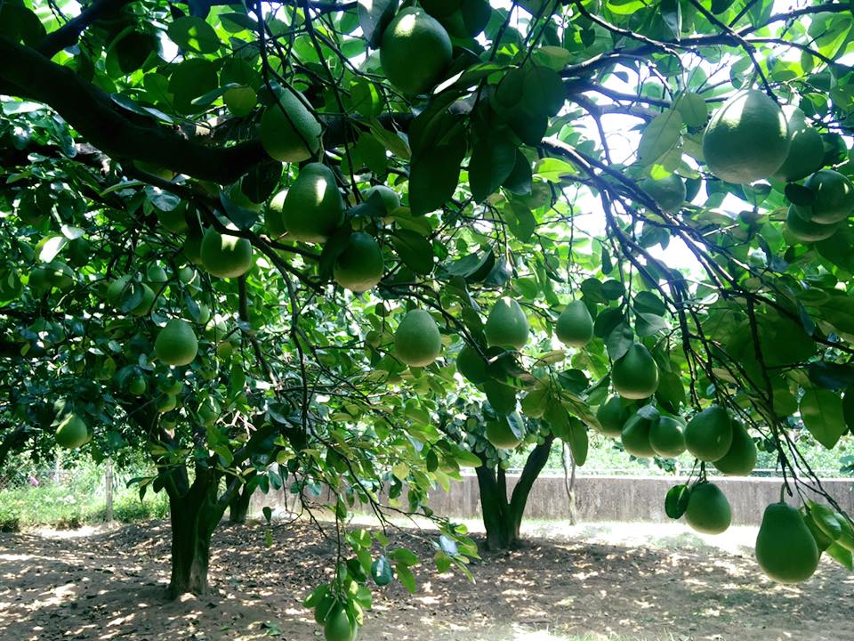 西湖水通伯柚子農莊 Business Page 奧丁丁市集