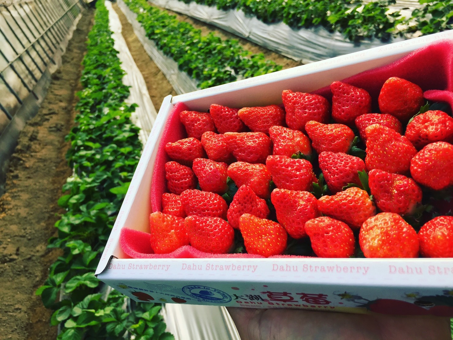 青農有機草莓園