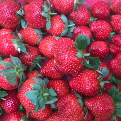 愛在甜心友善草莓