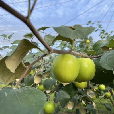 六龜曾家蜜棗園