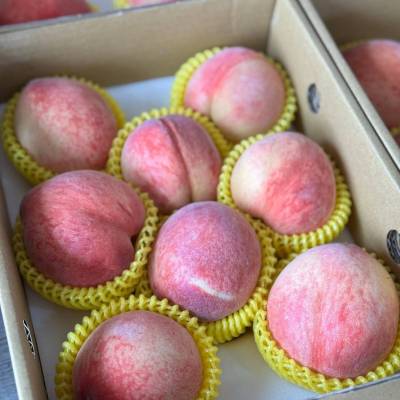 拉拉山水蜜桃農場